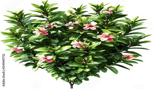 Flowery ornamental shrub vector plants png cutout backgrounds, lush greenery, botanical illustrations, vibrant flowers, natural decoration, garden design elements