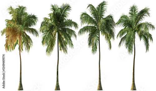 Palm tree vector shapes, cut out png, transparent background, tropical palm icon, nature graphic, summer beach design, silhouette illustration, nature vector, palm clipart
