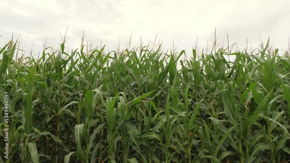 Agriculture, green corn leaves swaying in field on felt, corn sprouts on white background, white sky, eco industry, sunflower farm plants in field, agriculture concept Agriculture, green corn leaves swaying in field on felt, corn sprouts on white background, white sky, eco industry, sunflower farm plants in field, agriculture concept