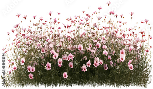Vector wildflower blooms pink row isolated PNG transparent background, flower design, nature clipart, botanical art, spring decor, floral graphics, wildflower illustration