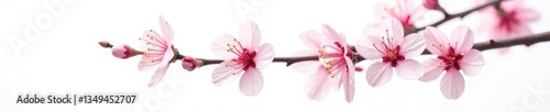 Delicate cherry blossom branches isolated on white background, isolation, branch