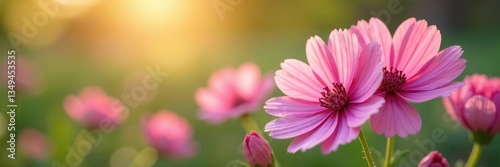 Delicate Dianthus petals sway gently in spring breeze, wildflowers,