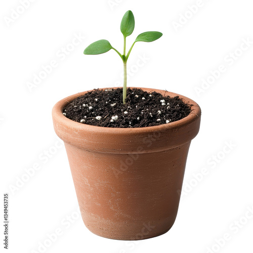 Small seedling with three leaves growing in a terracotta pot against a black background studio shot