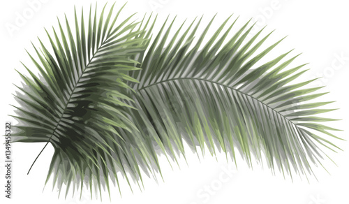 Palm leaves tropics vector cutout realistic shade illustrations png, tropical plants, exotic foliage, nature background, transparent leaves, summer vibes, palm tree silhouette