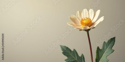 Dried flower stem with golden centre and soft grey foliage, beige, photo