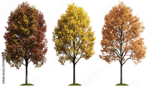 Autumn trees set, vector fall backgrounds png, seasonal cutout designs, autumn foliage vector, tree silhouettes, fall season backgrounds, nature trees vector, autumn leaf graphics.