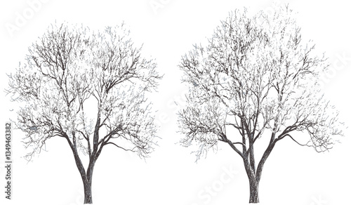 Snowy seasonal tree shapes cover, winter trees silhouette, snowy forest, winter season, tree shapes, seasonal landscape, snow-covered trees, frosty trees, winter branches
