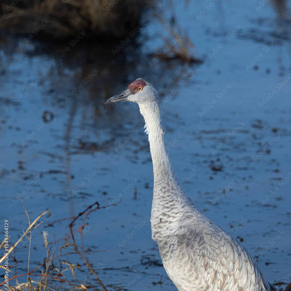 Fototapeta premium Sandhill Crane in a shallow pond with early morning light.