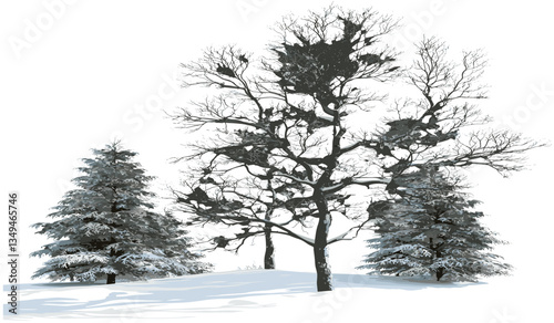 Snow-covered winter forest single tree, vector winter cutout, large tree png, snow tree, winter trees, cutout winter tree, snow-covered tree, forest tree, large vector tree.