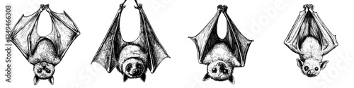 Four detailed illustrations of bats hanging upside down, showcasing unique features and textures in a monochrome style