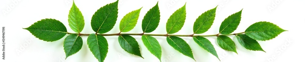 Obraz premium Leafy branch with intricate veins isolated on white background, texture, plant