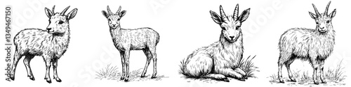 Four hand-drawn goats displaying different postures in a natural setting during daytime