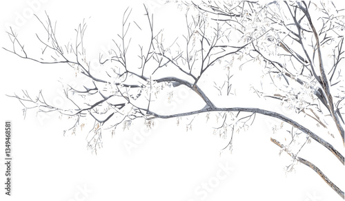Snowy wintertime tree branches, vector snow-covered branches, isolated background, transparent PNG, cold weather, winter season, snow-covered trees, frosty landscape, icy weather
