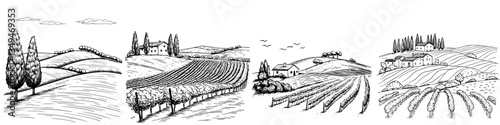 Beautiful rolling hills and vineyards under a clear blue sky in a serene countryside landscape