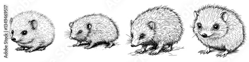Hedgehogs in various poses illustrating their natural behaviors and characteristics in a detailed black and white drawing