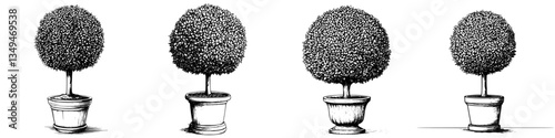 Topiary trees displayed in a series showcasing different shapes and sizes at a garden illustration