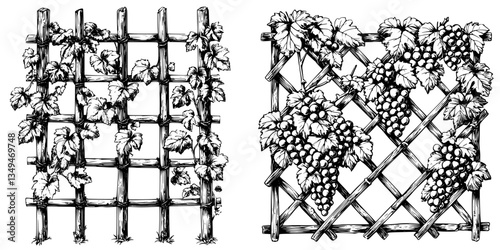 Vine trellises with grape vines growing in a garden setting showcasing detailed woodwork and lush foliage