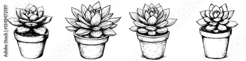 Four potted succulents artistic illustration in black and white ink drawing, a botanical study of houseplants