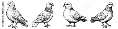 Detailed illustration of four types of pigeons showcasing distinct features and postures on a white background