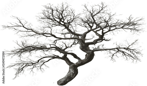 Vector top view dying tree branch, transparent background, PNG, isolated tree branch, nature illustration, seasonal decay, dry twig, eco, environmental impact, withered branch