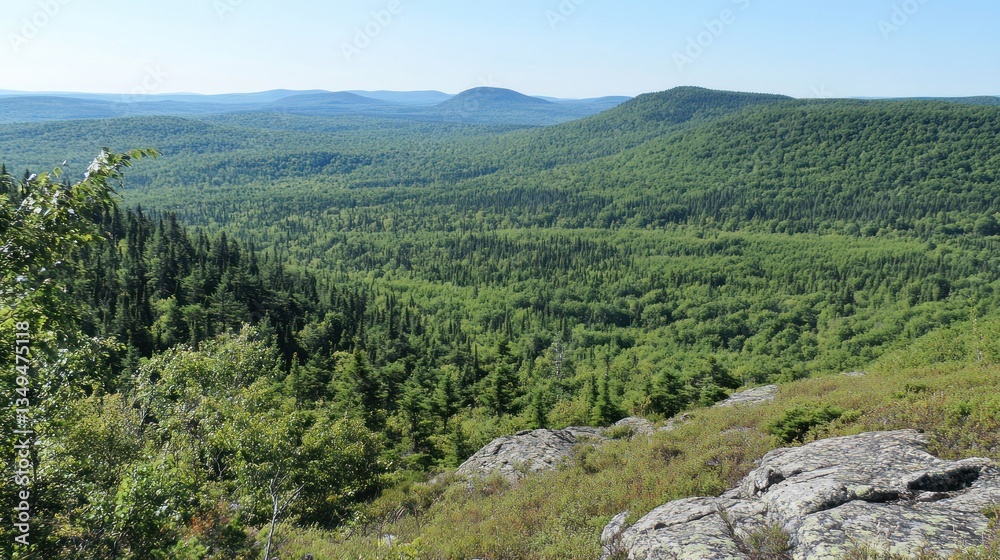 Naklejka premium Panoramic view of a vibrant green forest landscape with distant rolling hills