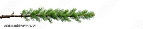 Long and thin isolated branch of a pine tree on white background, branch, forest