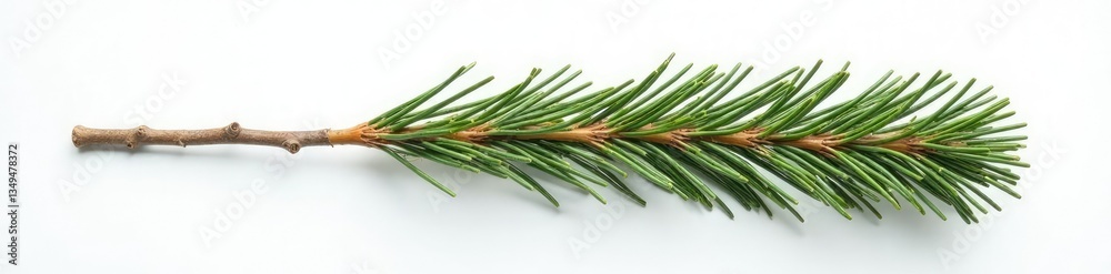 Fototapeta premium Long pine branch hanging straight from a white surface with some small twigs attached to its ends, pine branch, plain background, wood