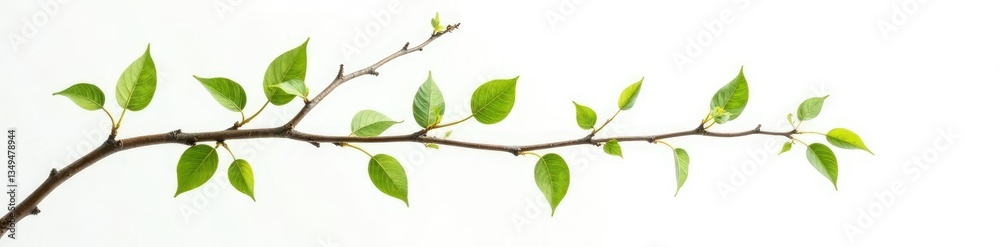 Long, slender branches with thin leaves isolated on white background, twiggy, foliage, long branches Long, slender branches with thin leaves isolated on white background, twiggy, foliage, long branches