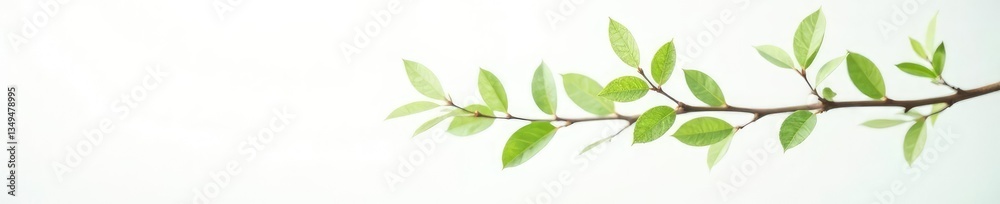 Fototapeta premium Long, slender branch with delicate leaves against white, foliage, leafy, branches