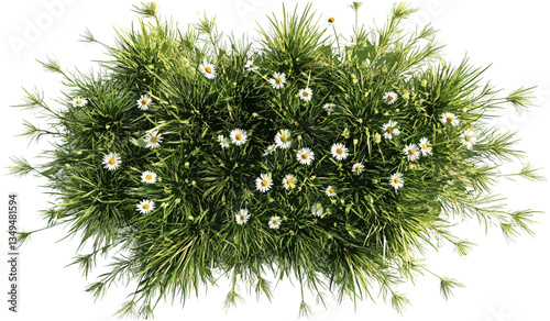 Flowery grass vector, top view clipart, transparent png, blooming flowers, nature art, spring greenery, summer field, fresh grass, outdoor flora, nature texture, botanical illustration