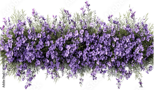 Purple flowery grassy row vector top view on transparent backgrounds, png grass row, floral design, purple flowers, transparent background, nature illustration, seamless pattern