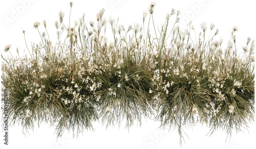Vector top view savanna grass row, transparent PNG, flower meadow, wildflowers, savanna plants, nature background, green landscape, safari grass, floral field, tropical greenery