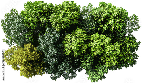 Serenity vector top view of green trees group on transparent PNG, nature, forest, eco-friendly, fresh greenery, plants, tranquil landscape, sustainable, natural beauty, calm atmosphere