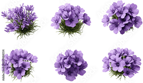 Violet flowery ornamental set gardening vector top view isolate on transparent background, flowers, garden decor, plant illustrations, nature design, gardening elements