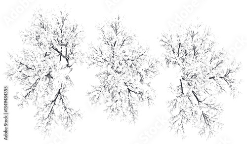 Top view snowy tree, winter illustration, white covered tree, seasonal cut out, transparent background, png image, snow tree, nature winter, snowy winter scene