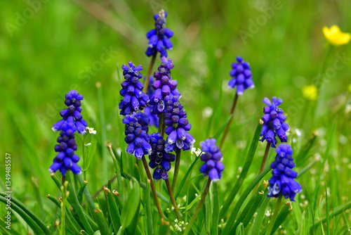 Muscari 1315