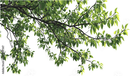 Tall vector tree branches, leaves, transparent background, nature illustration, green foliage, eco-friendly design, seasonal leaves, foliage background, summer landscape.