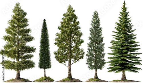 Pine Trees vector illustrations, set of woods, transparent backgrounds, nature design, PNG format, forest graphic, green trees, environmental concept, natural landscape, eco-friendly
