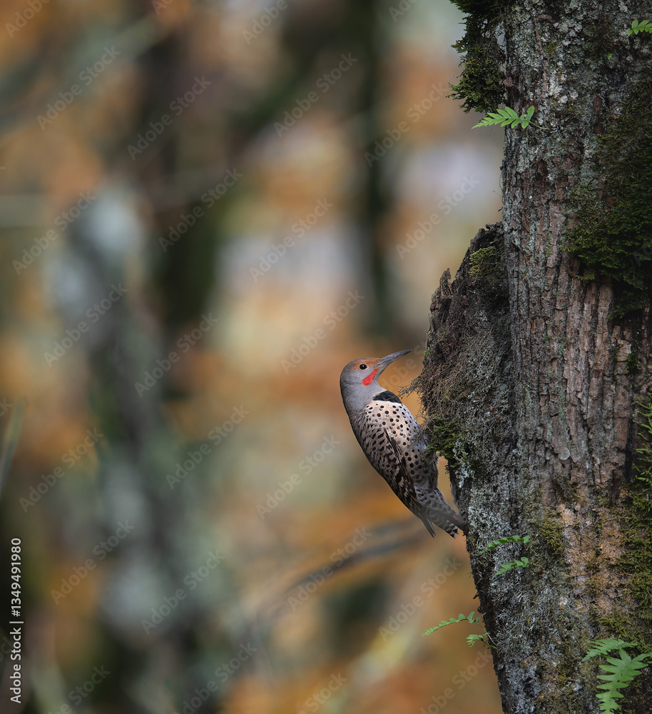 Obraz premium Northern Flicker perched