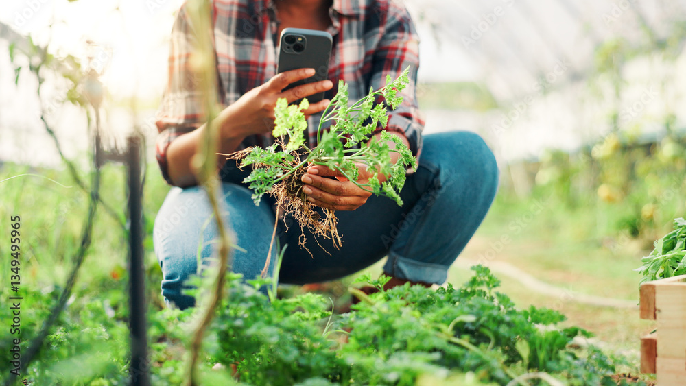Fototapeta premium Hands, phone and farming in greenhouse with plants, photography with stats, record and progress with growth. Person, roots and inspection with mobile app for crops, sustainability and agriculture