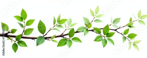 Twisted branches with green leaves isolated on white background, botanical, leafy