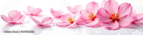 delicate flower petals isolated on white background, floral, blossom