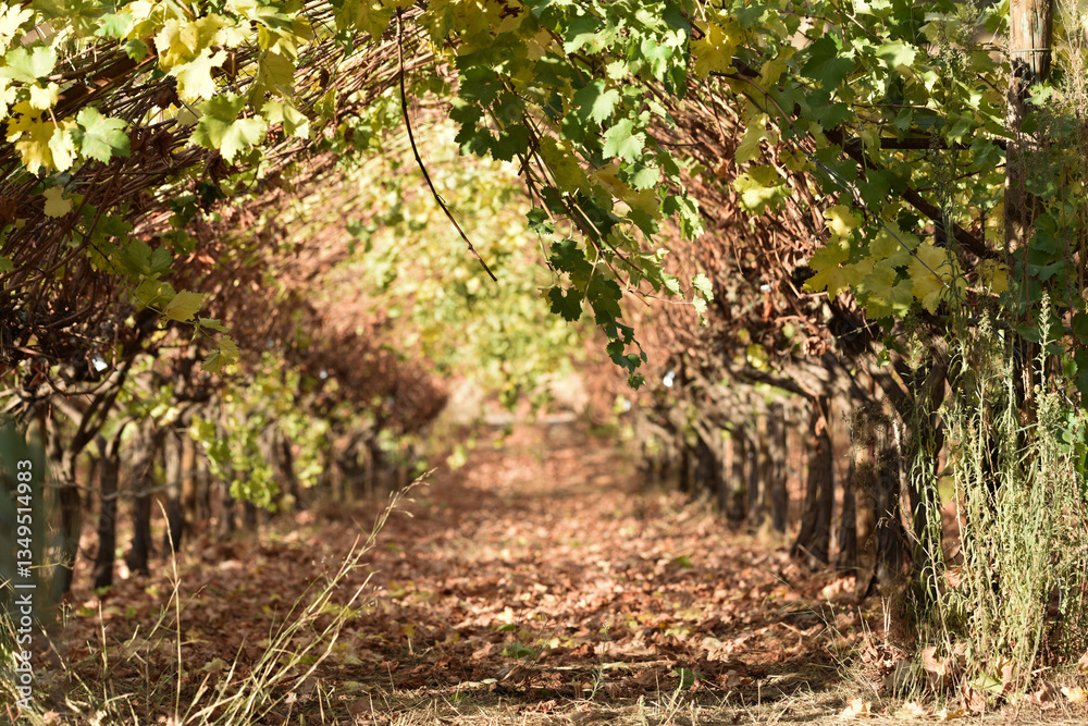 Beautiful tunnel with autumn leaves, wine arch Beautiful tunnel with autumn leaves, wine arch