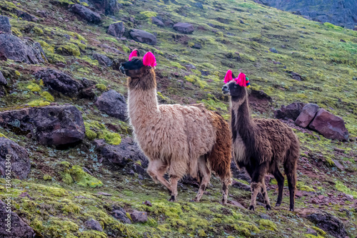 Llama and alpaca herds in the Andes mountain pasture in South America. Domestic animals in Peru. Fluffy furry llamas and alpacas in the wild nature on the green grass and desert soil on high altitude