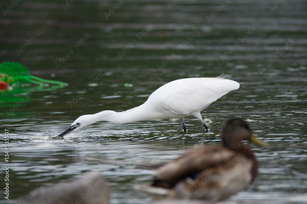 Fototapeta premium white headed gull