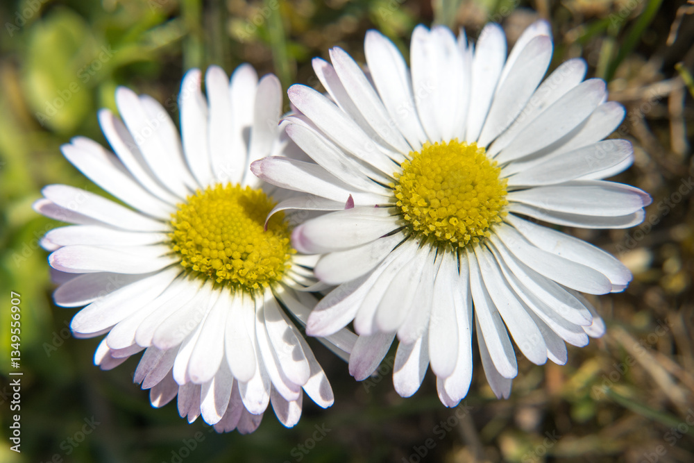 Daisy flowers, spring early blooming