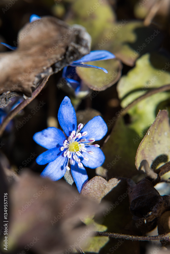 Blue spring flower hepatica, garden.