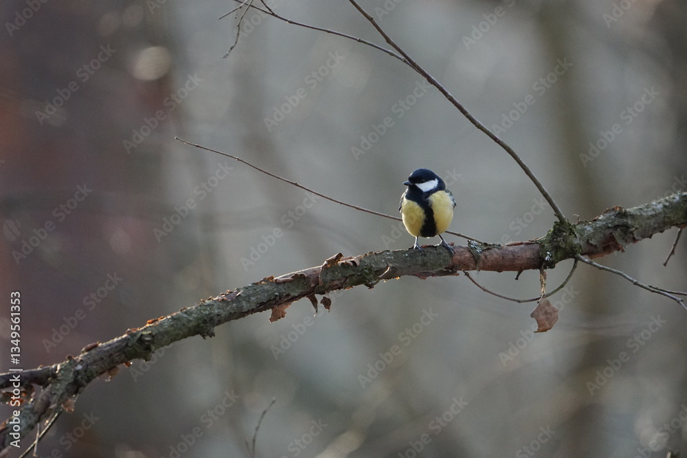 Naklejka premium Sikorka bogatka na drzewie