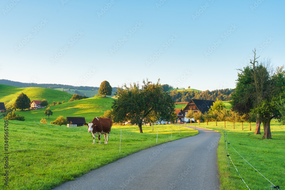 Fototapeta premium Rustic village with cow and lush green rolling hill in the morning at Switzerland