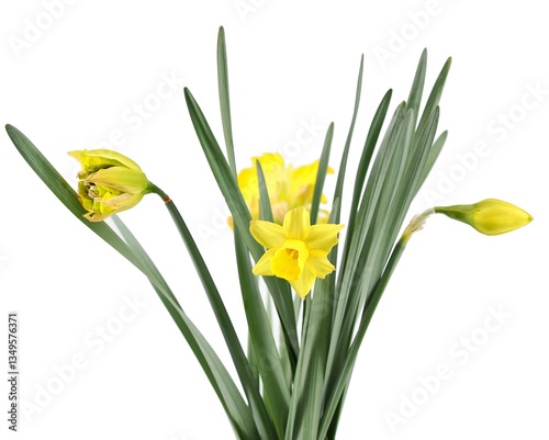 Wallpaper Mural Flower, leaves and buds of Narcissus on white background. Torontodigital.ca